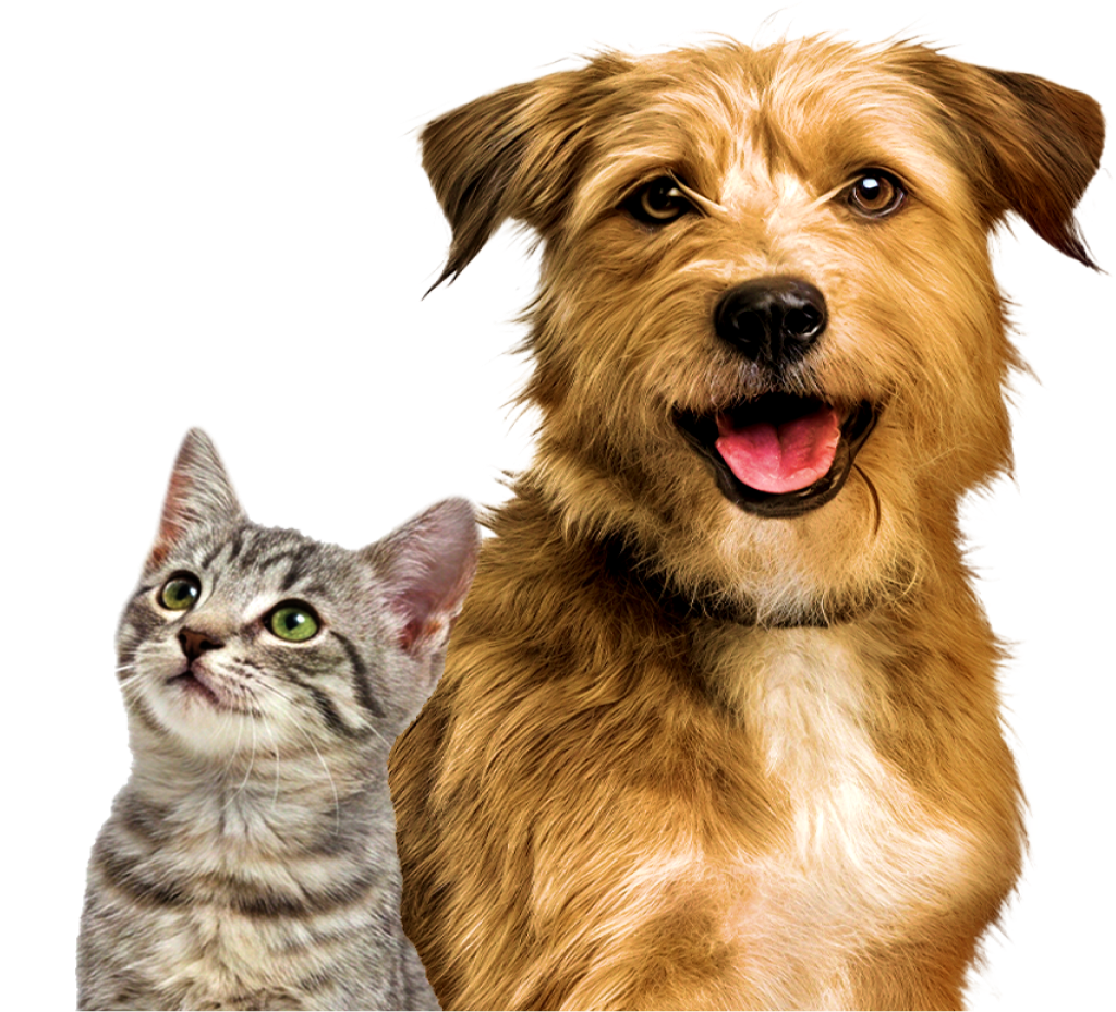 Perro y gato en adopción