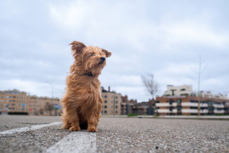 Perro en una calle solitaria