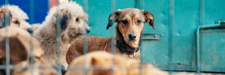Perritos en albergue