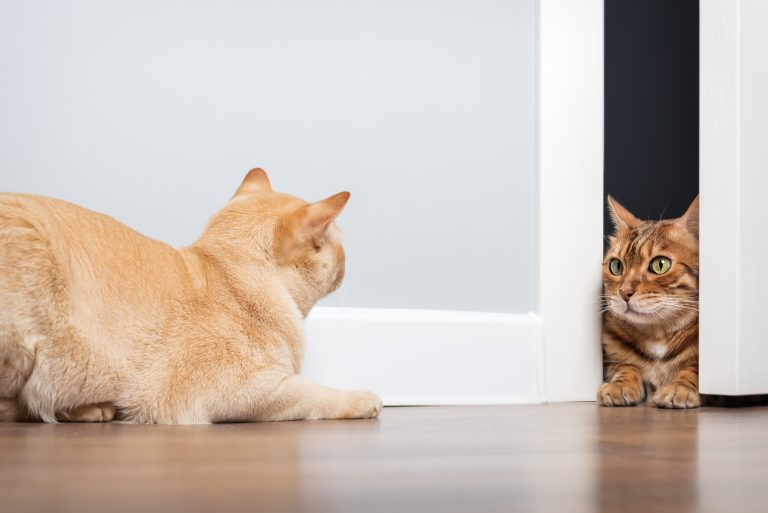Gatos observándose